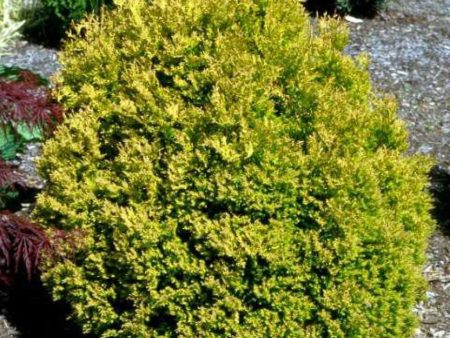 Thuja Rheingold Arborvitae Hot on Sale