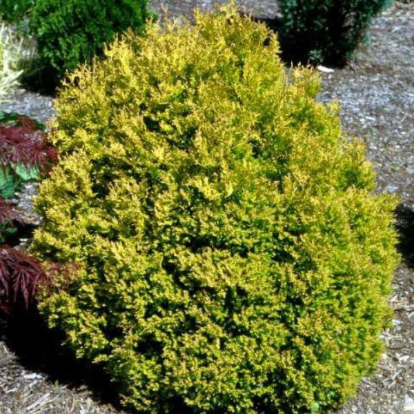 Thuja Rheingold Arborvitae Hot on Sale