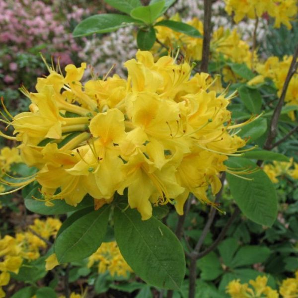 Sunny Side Up Aromi Azalea For Discount