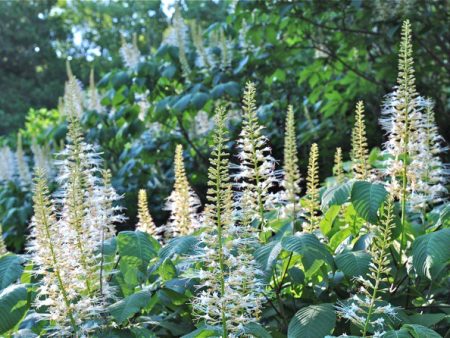 White Buckeye (Bottlebrush Buckeye) Discount