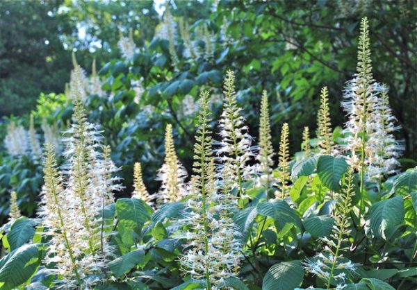 White Buckeye (Bottlebrush Buckeye) Discount