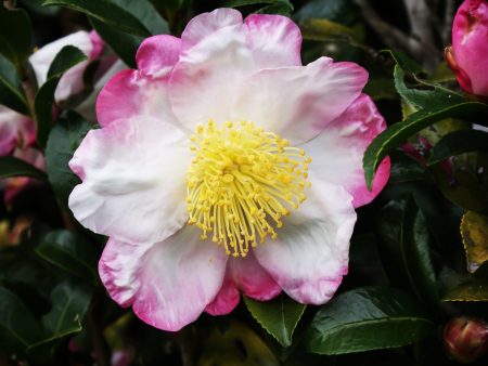 Hana Jiman Camellia Online now