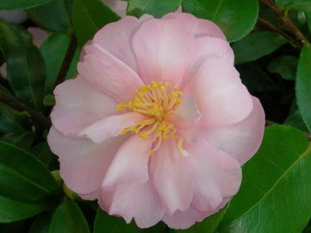 Agnes O. Solomon Camellia Online