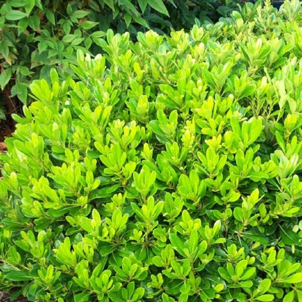 Wheeler s Dwarf Japanese Pittosporum Hot on Sale