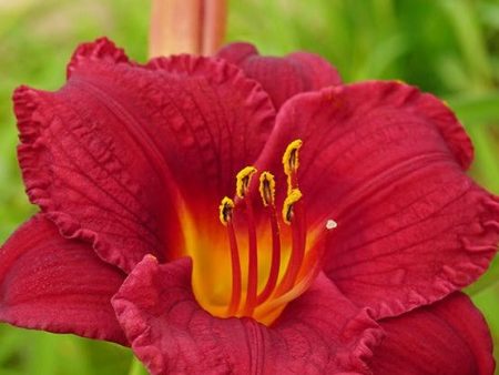 Daylily Cranberry Babies Online Sale