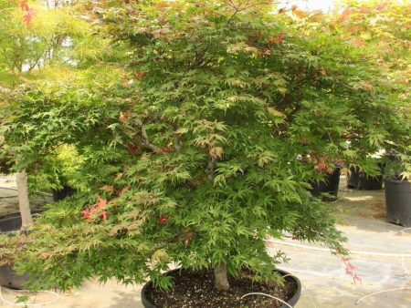 Acer Palmatum Olsen S Frosted Strawberry Japanese Maple Online Sale