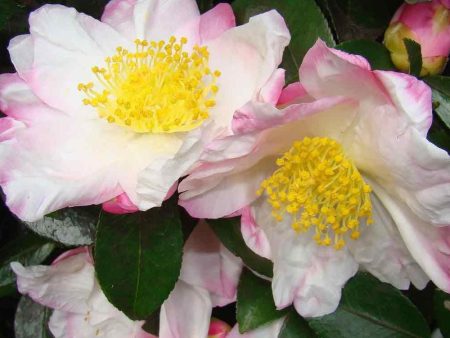 Apple Blossom Camellia Online now