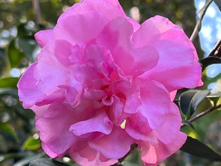 Stephanie Golden Camellia Sasanqua For Cheap