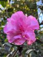 Stephanie Golden Camellia Sasanqua For Cheap