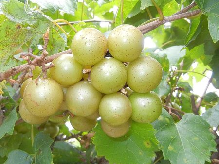 Tara Muscadine Grape Vine Online