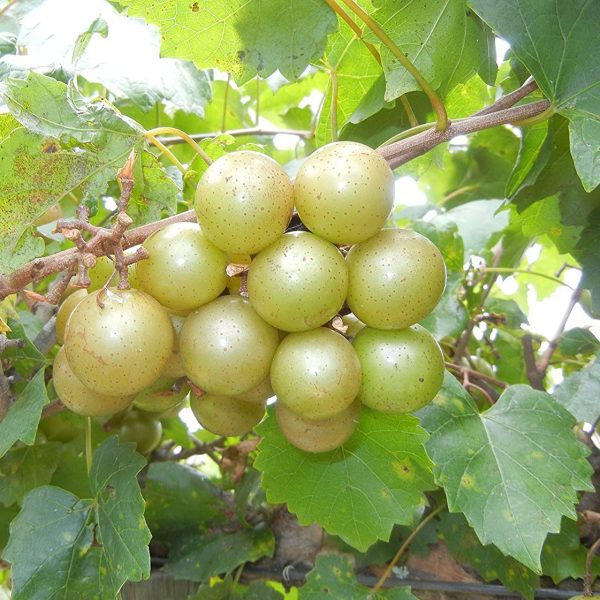 Tara Muscadine Grape Vine Online