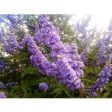 Vitex  Delta Blues , (Chaste Tree)Ttiny, Fragrant Blue Purple Flowers For Cheap