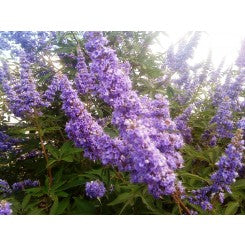 Vitex  Delta Blues , (Chaste Tree)Ttiny, Fragrant Blue Purple Flowers For Cheap