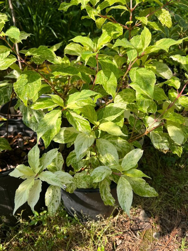 Summer Snow Hydrangea Variegated Hydrangea Fashion