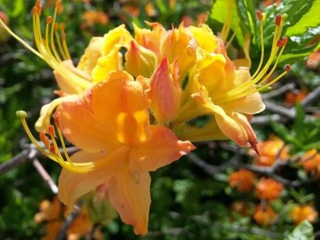 Spring Fanfare Aromi Azalea on Sale