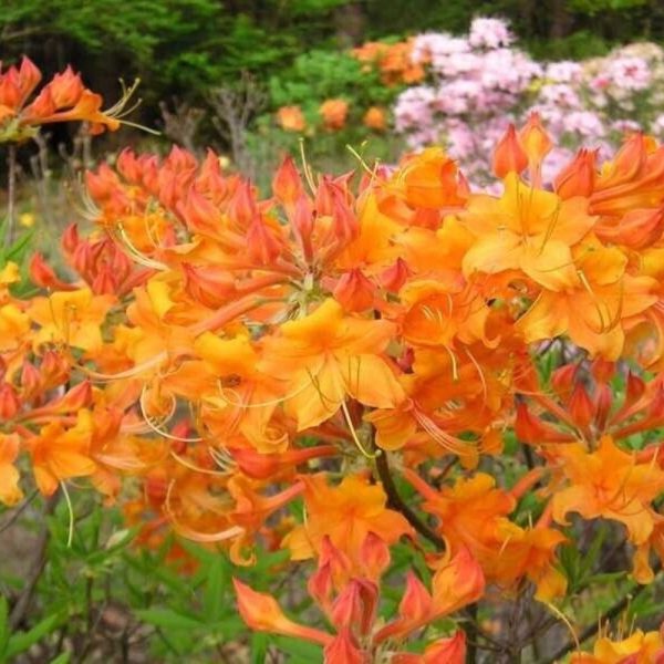 Tipsy Tangerine Native Azalea Online Sale