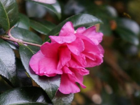 William Lanier Hunt Camellia Online now