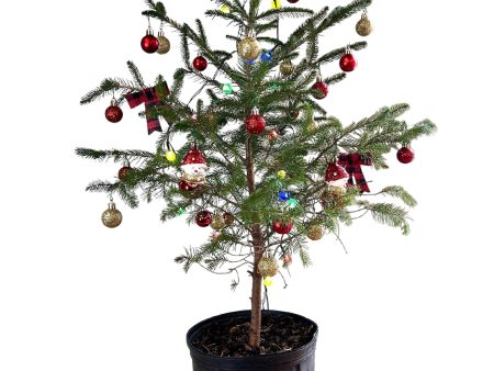 Norway Spruce - Live Mini Christmas Tree Supply