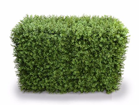 Deluxe Portable Buxus Hedges UV Stabilised 100cm Long X 55cm High Sale