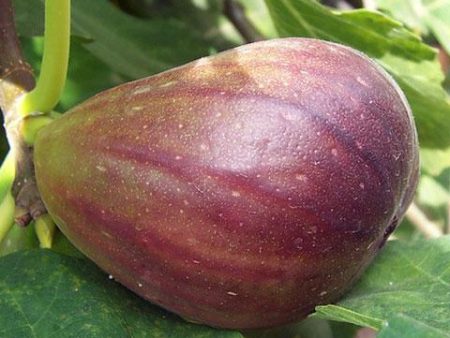 Texas Everbearing Fig Tree Online now