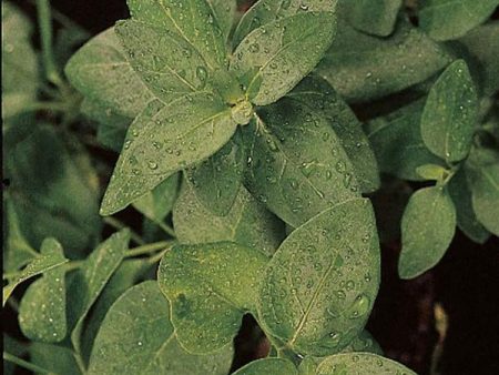 Vinca Major Big Leaf Periwinkle For Cheap