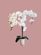 Stunning Orchids-Artificial-Good Gift Hot on Sale