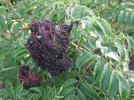 Wyldewood Ranch Elderberry Online Hot Sale