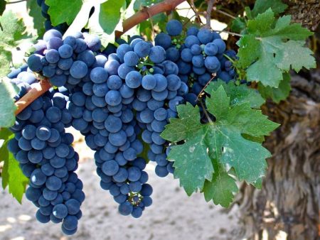 Zinfandel Black Grape vine Online Sale