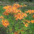 Tipsy Tangerine Native Azalea Online Sale