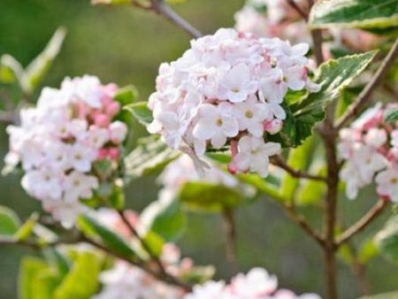 Carlessi Viburnum Shrub Discount