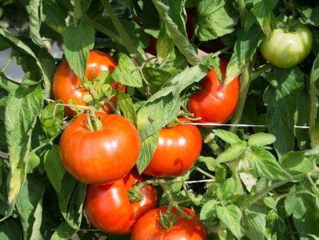 Tomato Plant  Rutgers  Sale