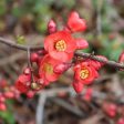 Superb Fusion Red Flowering Quince Hot on Sale