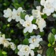 Sweet Tea Gardenia For Cheap