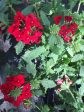 Verbena  Voodoo Red  Vervain Discount