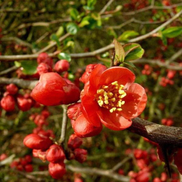 Superb Fusion Red Flowering Quince Hot on Sale