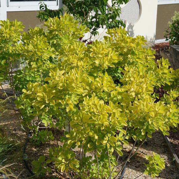 Winecraft Gold Smokebush Online