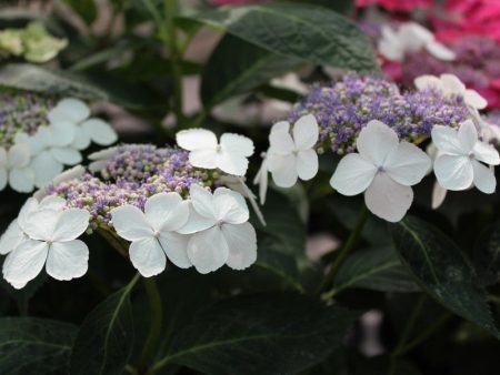 Tokyo Delight Hydrangea Online