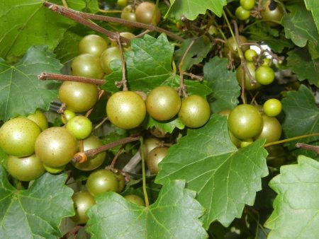 Summit Muscadine Online Sale