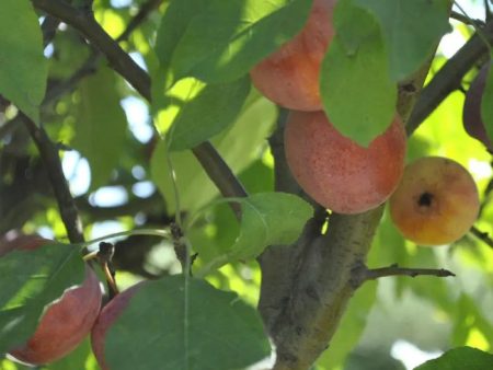 Whitney Crabapple Supply