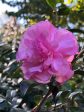 Stephanie Golden Camellia Sasanqua For Cheap