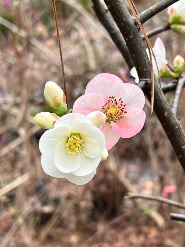 Toyo-Nishiki Flowering Quince Fashion