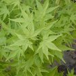 Ukon Japanese Maple Online now