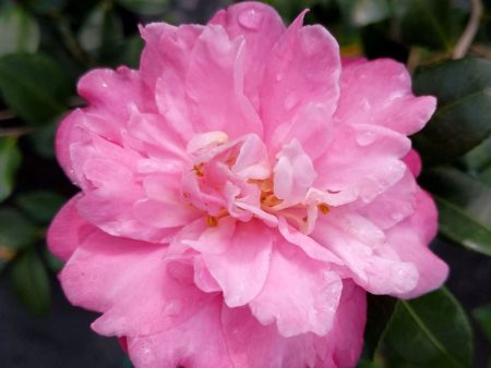 Autumn Spirit Camellia For Cheap