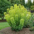 Winecraft Gold Smokebush Online