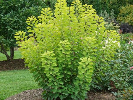 Winecraft Gold Smokebush Online