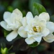 Sweet Tea Gardenia For Cheap