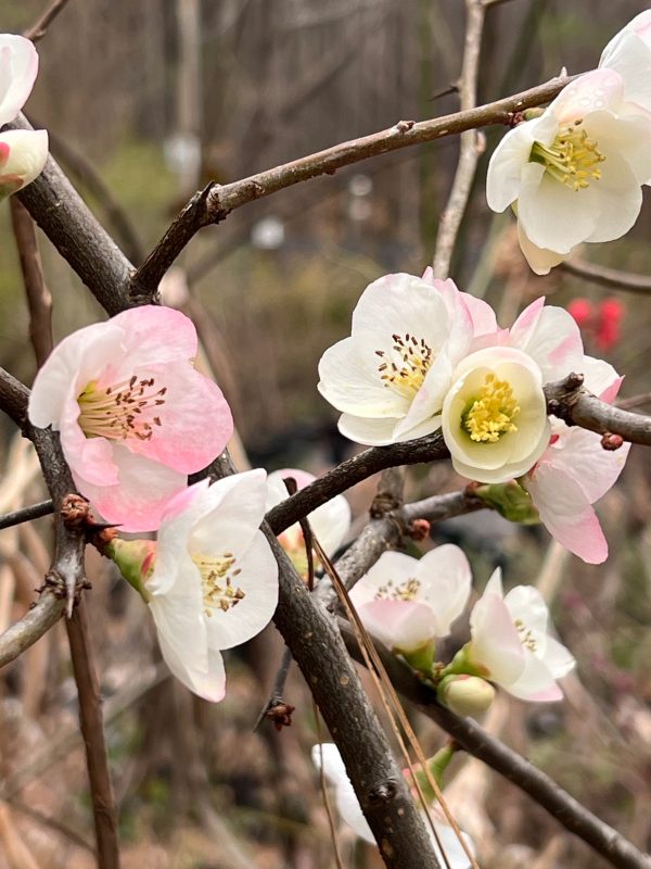 Toyo-Nishiki Flowering Quince Fashion