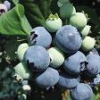 Suziblue- Southern Highbush Blueberry Supply