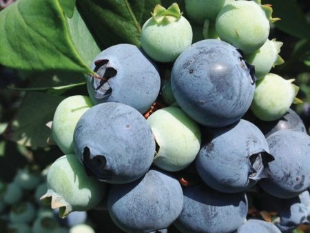 Suziblue- Southern Highbush Blueberry Supply