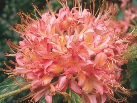 The Creek Rhododendron, Bright Pink Ball Trusses of Flowers Bloom Cheap